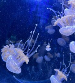 Squishy Tanks