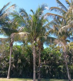 Treasure Coast Tree & Land Services