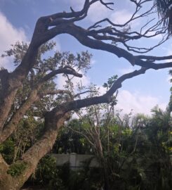 Treasure Coast Tree & Land Services