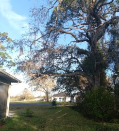 Treasure Coast Tree & Land Services