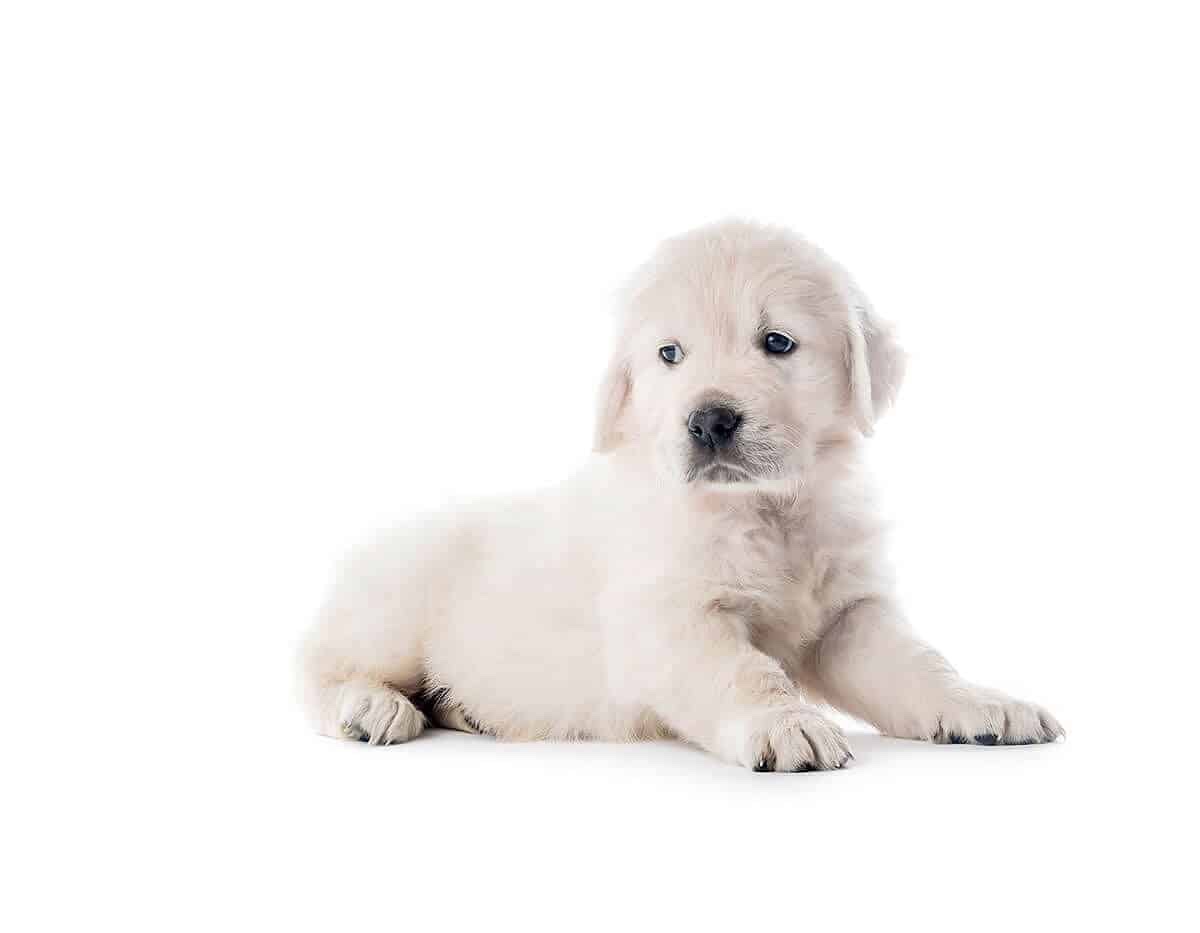 Peak City Puppy