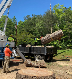 Warrior Tree Service