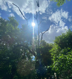 Warrior Tree Service