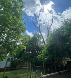 Warrior Tree Service