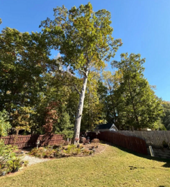 Warrior Tree Service