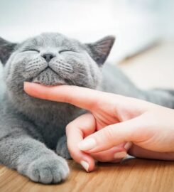 A Cat Hospital