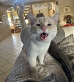 A Cat Hospital