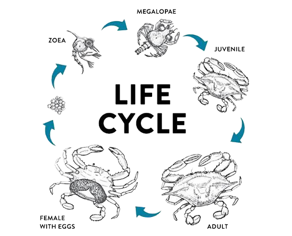 astroaquaculture