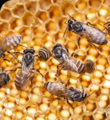 License To Kill Termite And Pest Control