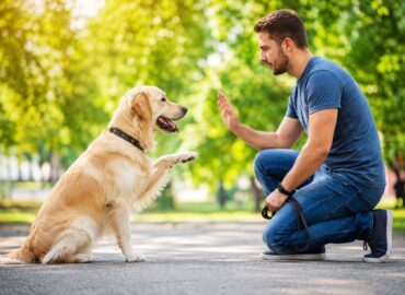 Always Faithful Dog & Puppy Training South-Coast MA