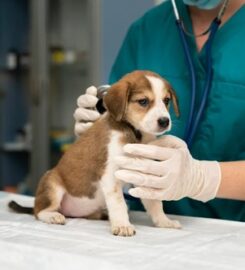 Heidt Veterinary Hospital