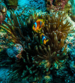 Tauchkurs Hurghada PADI & SSI & CMAS – Deutsche Tau &hellip;