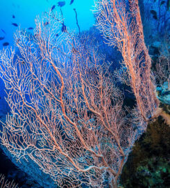 Tauchkurs Hurghada PADI & SSI & CMAS – Deutsche Tau &hellip;
