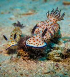 Tauchkurs Hurghada PADI & SSI & CMAS – Deutsche Tau &hellip;