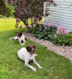 Northern Lakes Veterinary Hospital