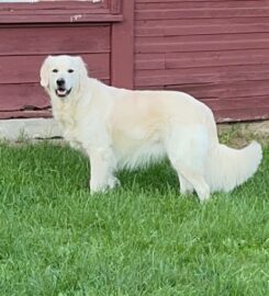 Northern Lakes Veterinary Hospital