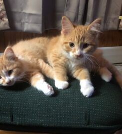 Pine City Animal Hospital