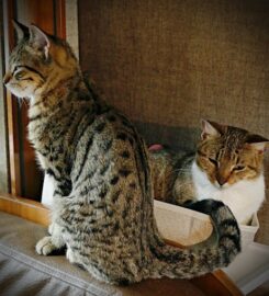 Pine City Animal Hospital