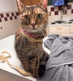 Pine City Animal Hospital
