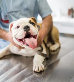 Pine City Animal Hospital