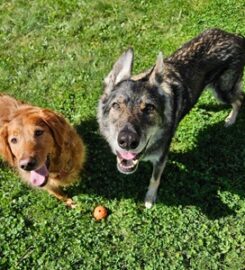 Pine City Animal Hospital