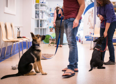 Always Faithful Dog & Puppy Training South-Coast MA