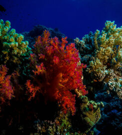 Tauchkurs Hurghada PADI & SSI & CMAS – Deutsche Tau &hellip;