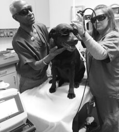 University Animal Hospital