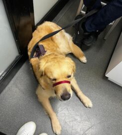 University Animal Hospital