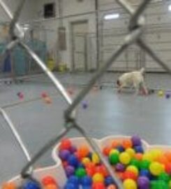 Stay and Play Pet Resort