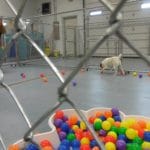 Stay and Play Pet Resort