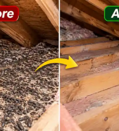 Rodent Solutions Glen Ellyn