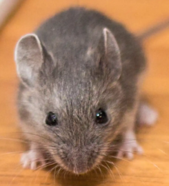 Rodent Solutions Glen Ellyn